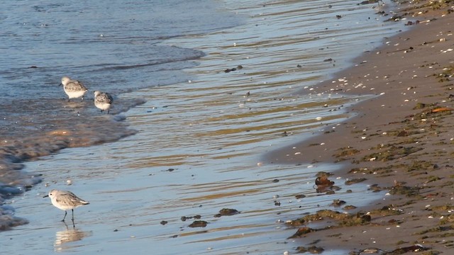 Bécasseau sanderling - ML610643128