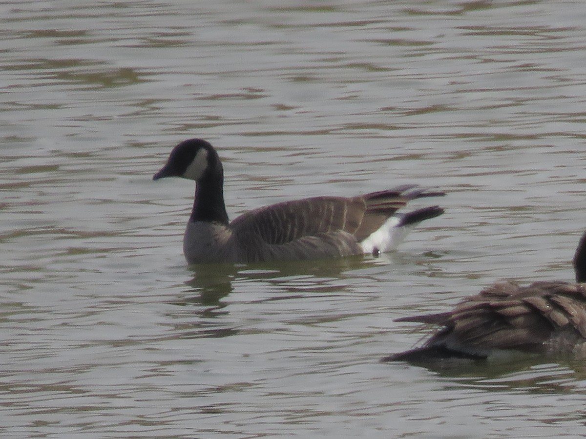 Cackling Goose - ML610643134