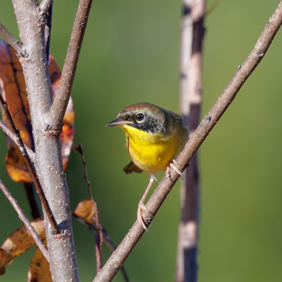Common Yellowthroat - ML610643201
