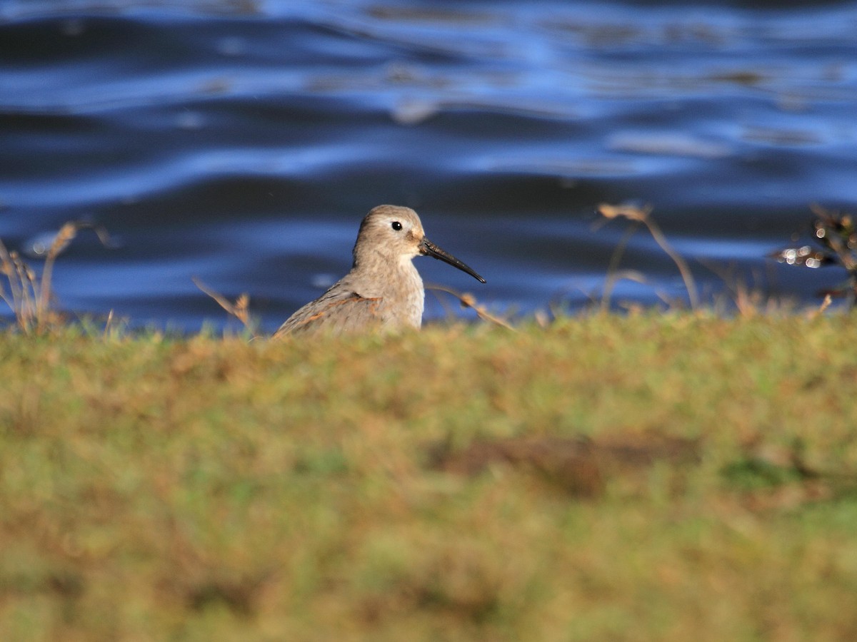 Dunlin - Daniel Brill