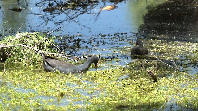 Dusky Moorhen - ML610643348