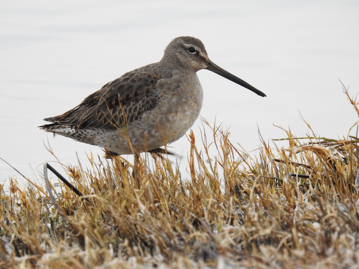 Long-billed Dowitcher - ML610643360