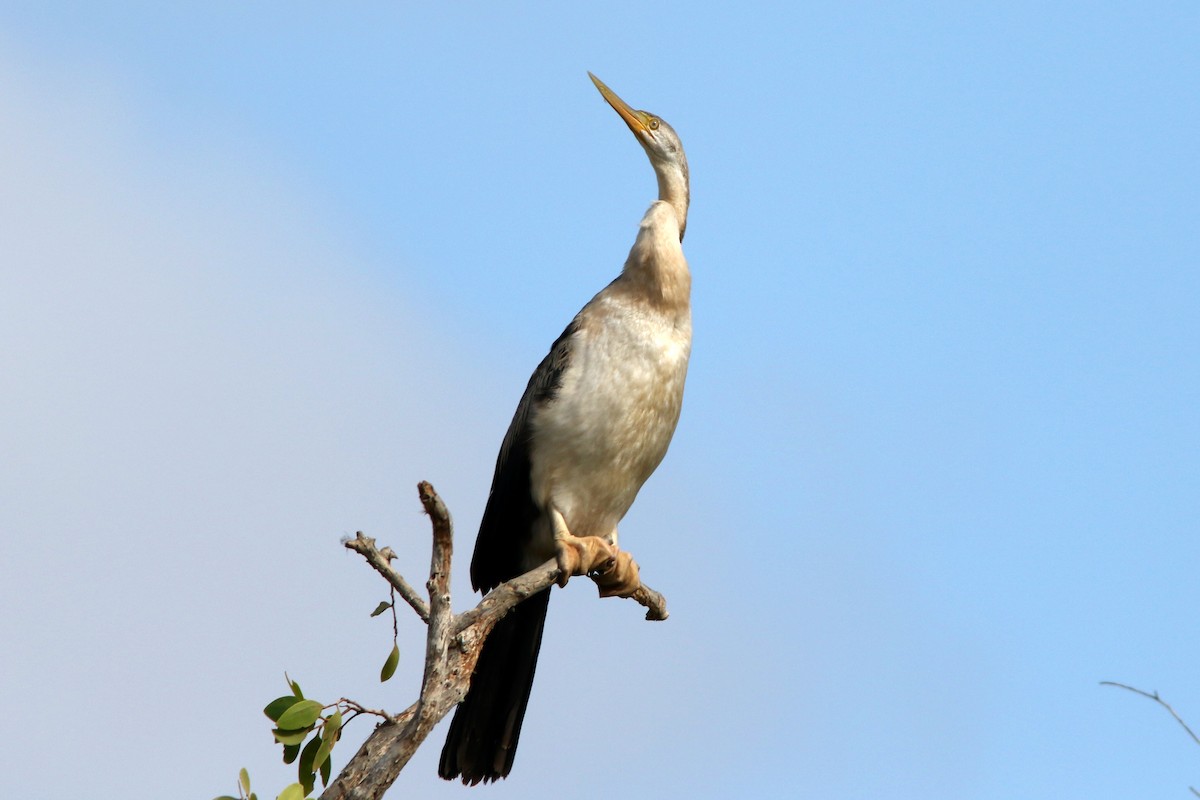 Australasian Darter - ML610643373