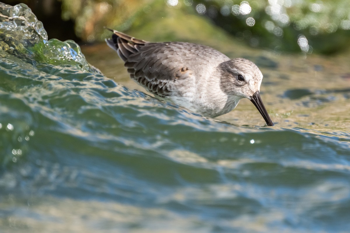 Dunlin - ML610643443