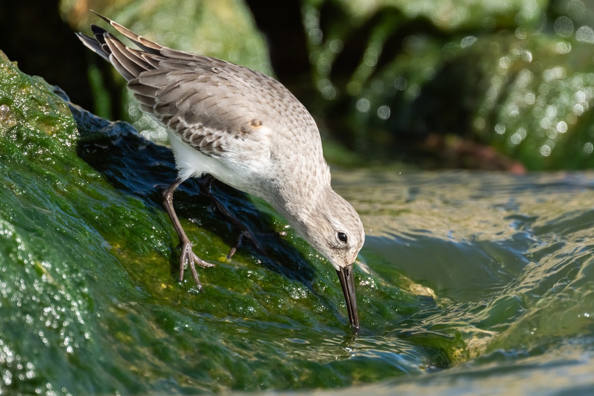 Dunlin - ML610643445