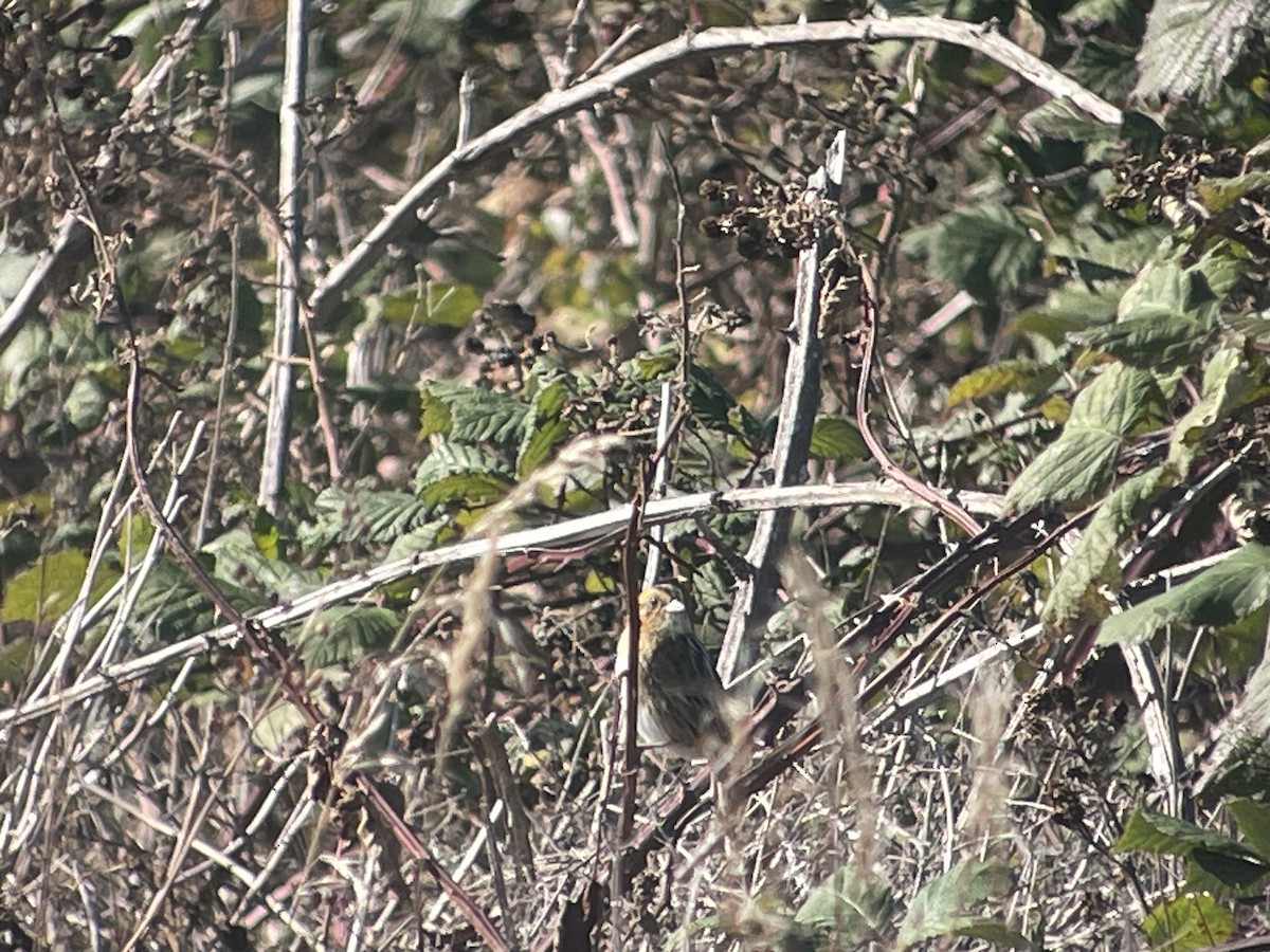 Nelson's Sparrow - ML610643448