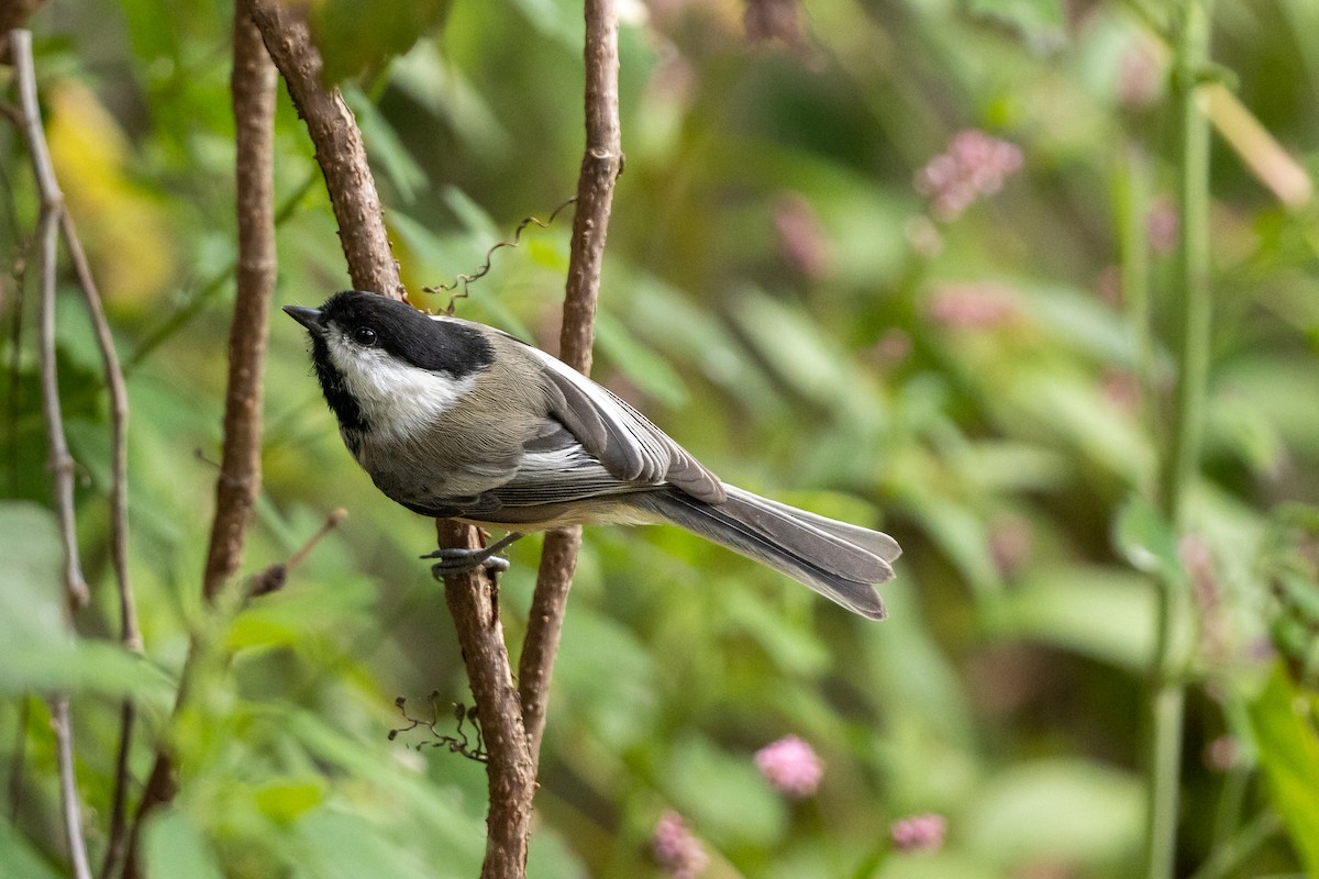 Black-capped Chickadee - ML610643452