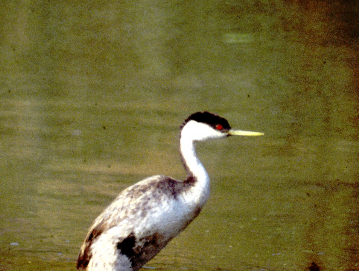 Western Grebe - ML610643462