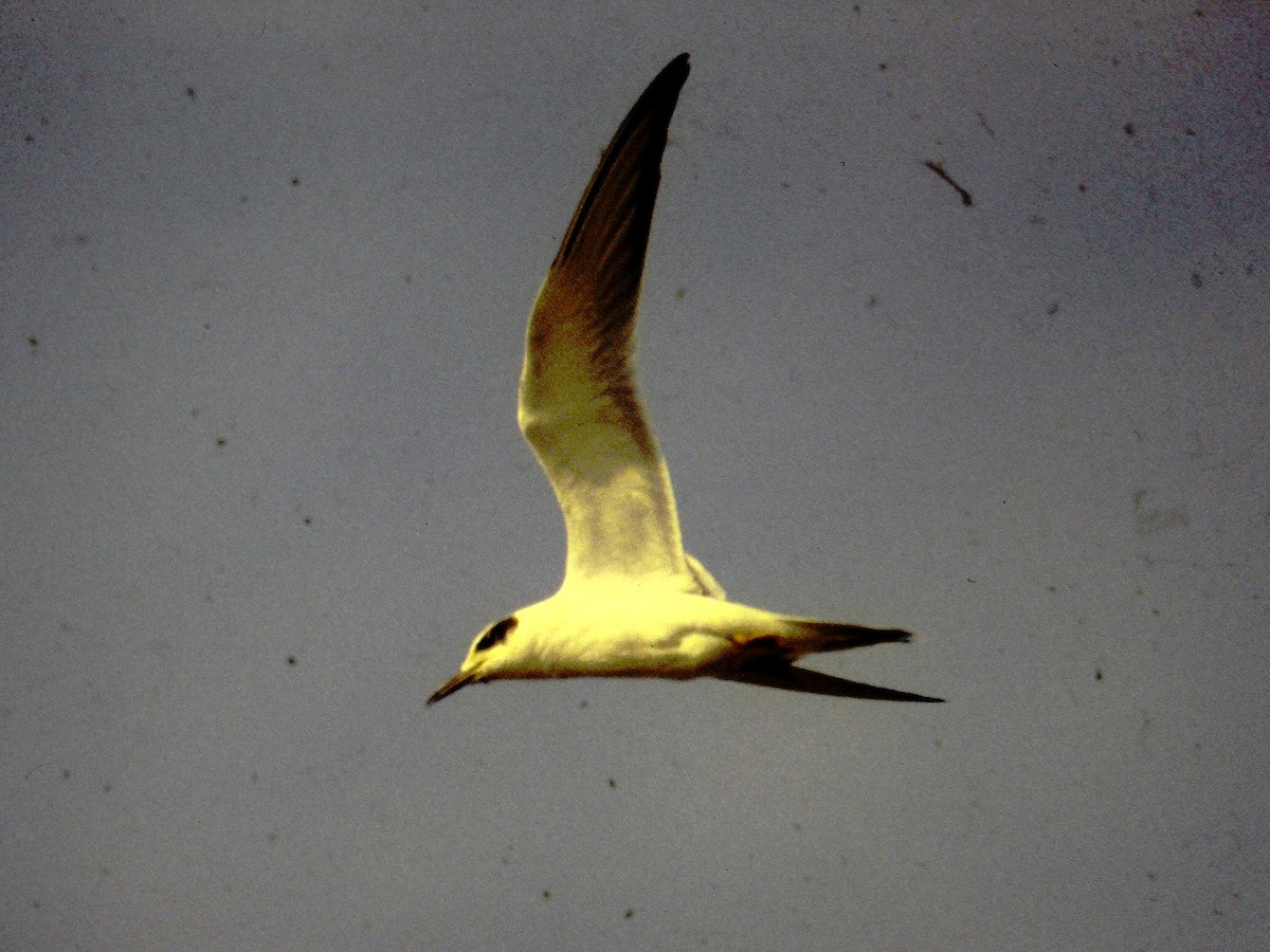 Forster's Tern - ML610643495