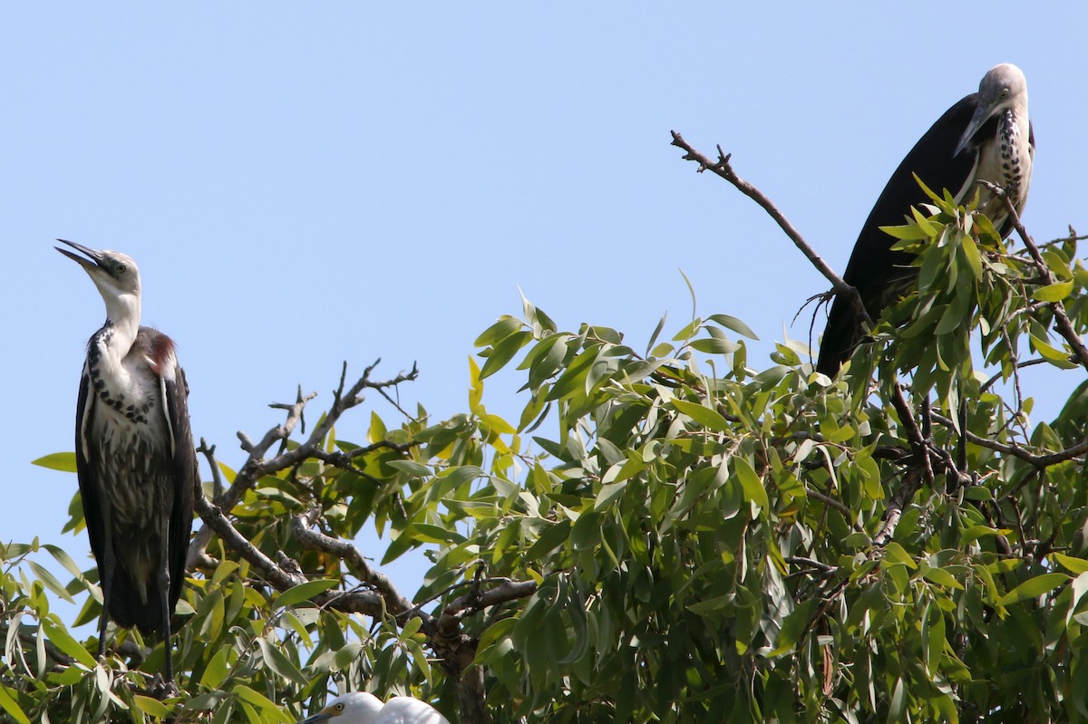 Garza Cuelliblanca - ML610643555