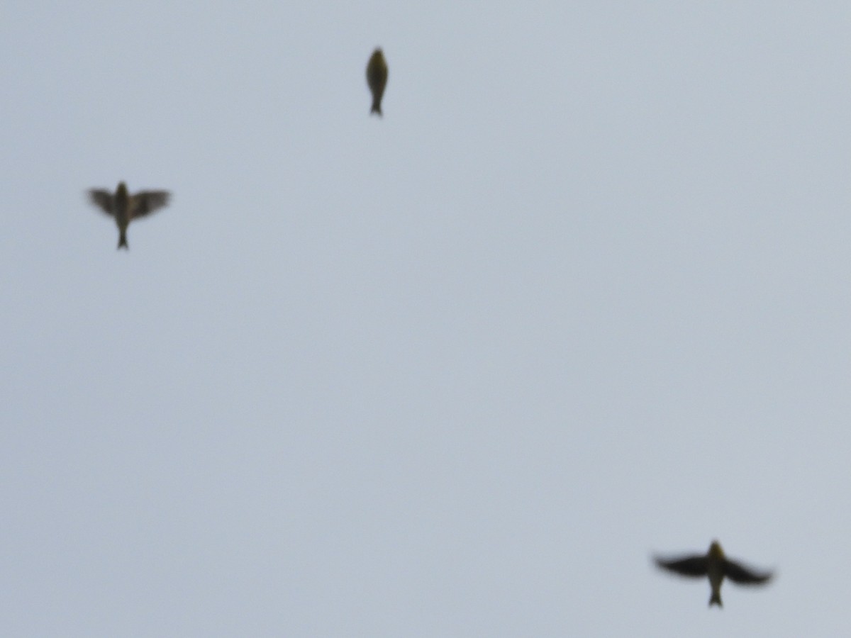 Common Redpoll - ML610643573