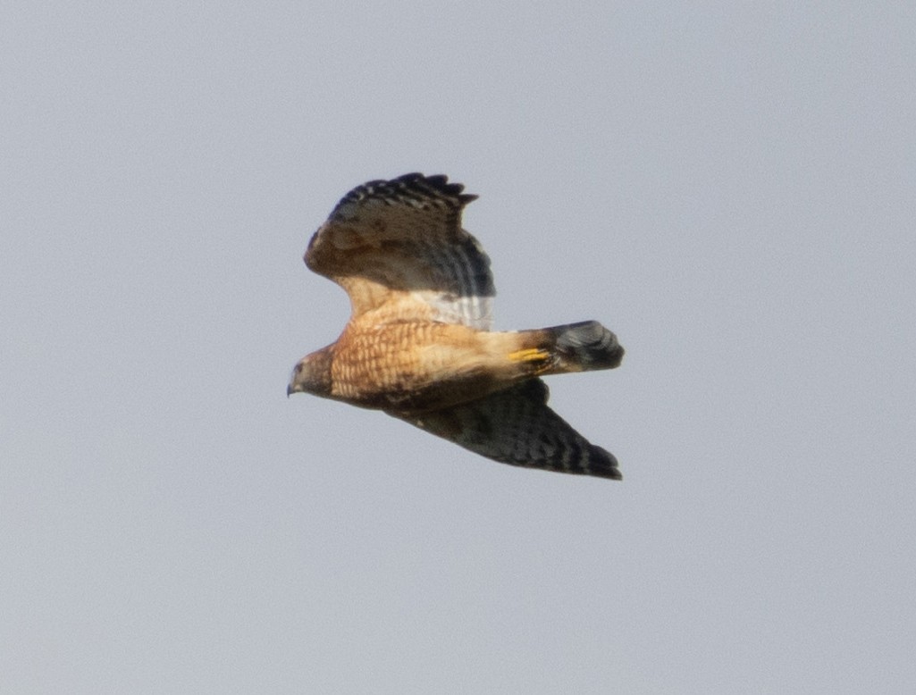 Red-shouldered Hawk - ML610643679