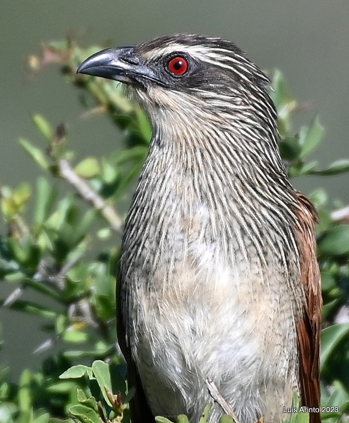 White-browed Coucal (White-browed) - ML610643688