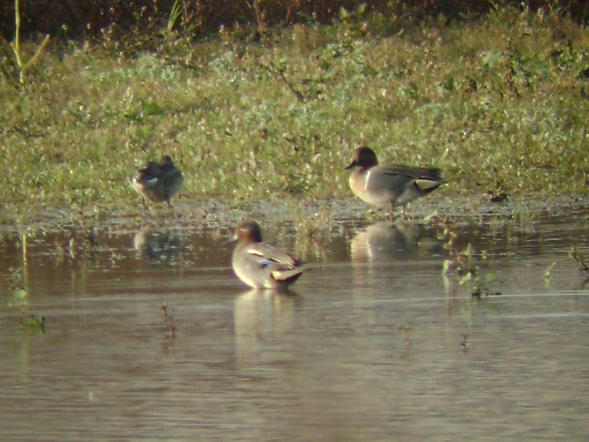 Green-winged Teal (Eurasian) - ML61064371