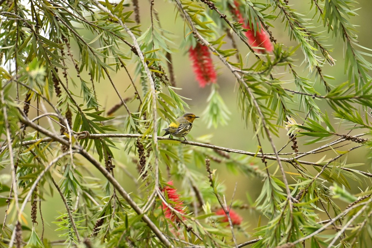 Cape May Warbler - Cristhian Ureña