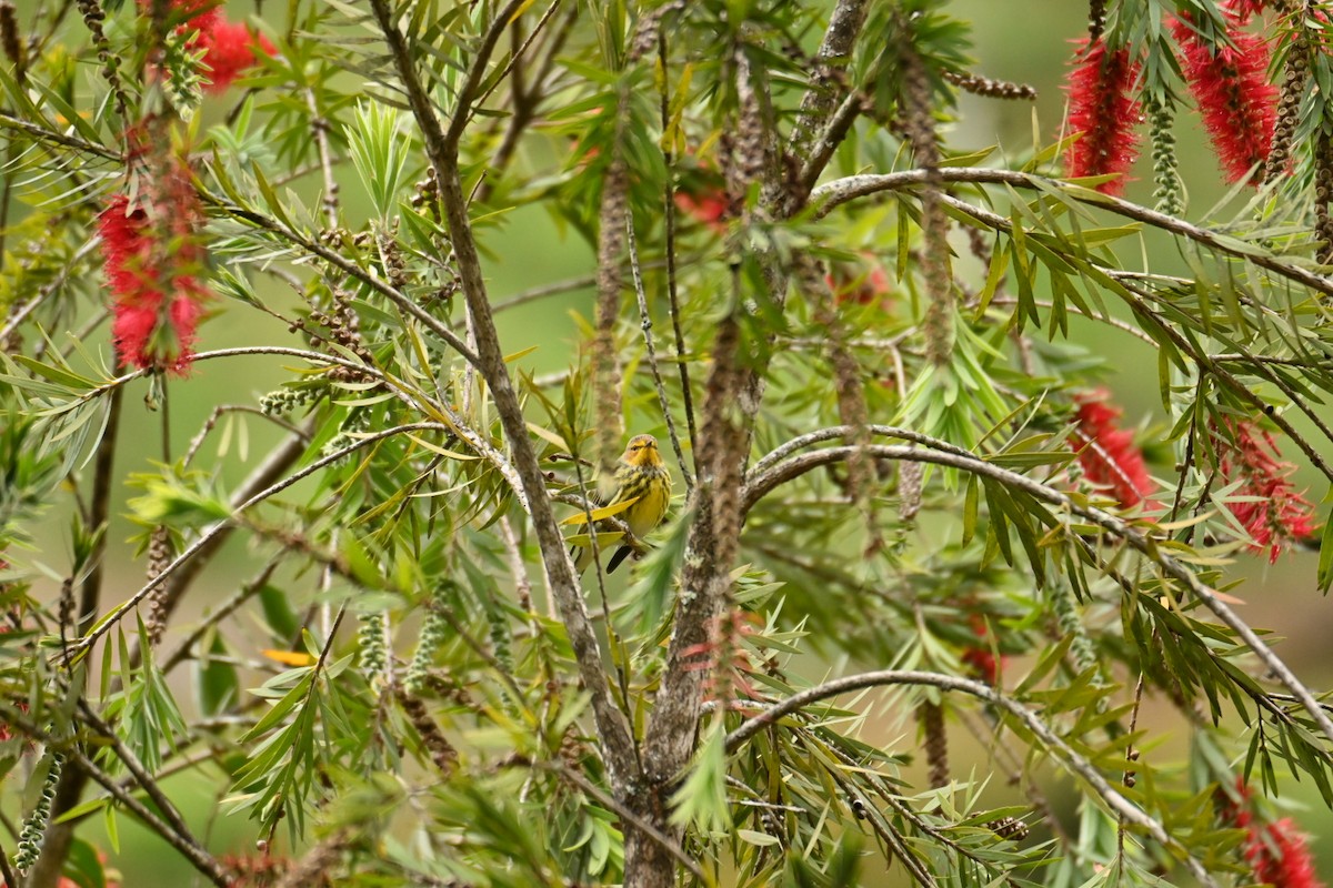 Cape May Warbler - Cristhian Ureña
