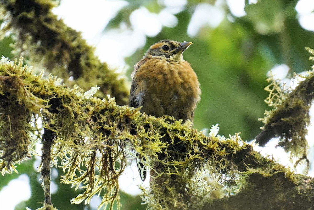 Scaly-throated Foliage-gleaner (Spot-breasted) - ML610643756