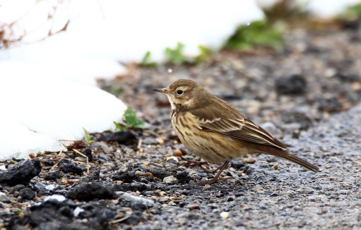 American Pipit - ML610643784