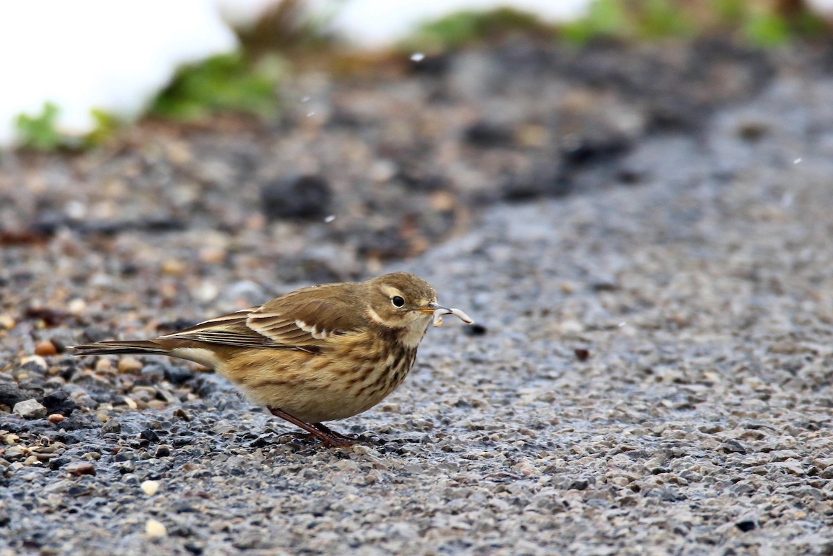 American Pipit - Jeffrey Hall