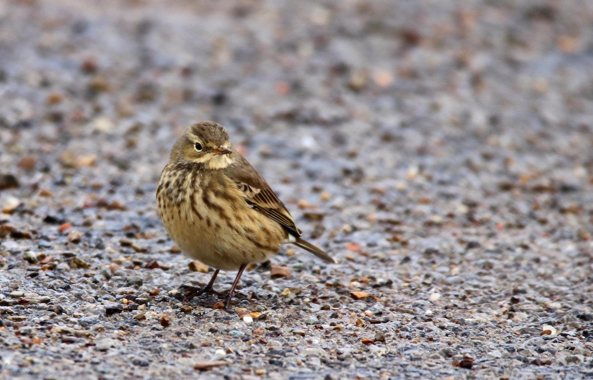 American Pipit - ML610643786