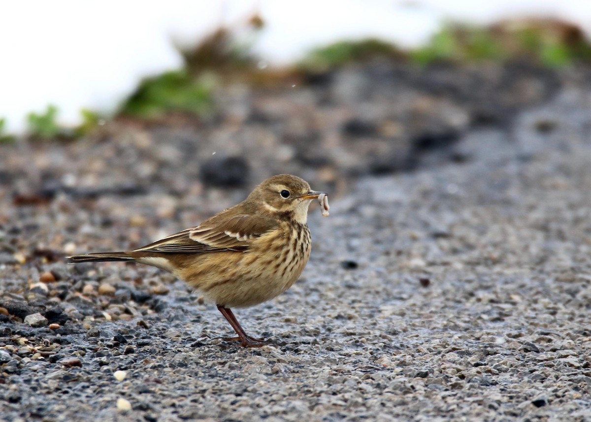 American Pipit - ML610643787