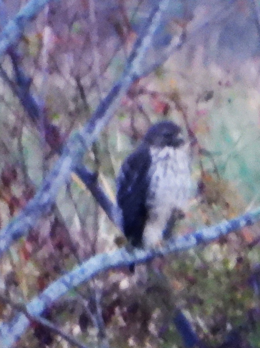 Red-tailed Hawk - ML610643790