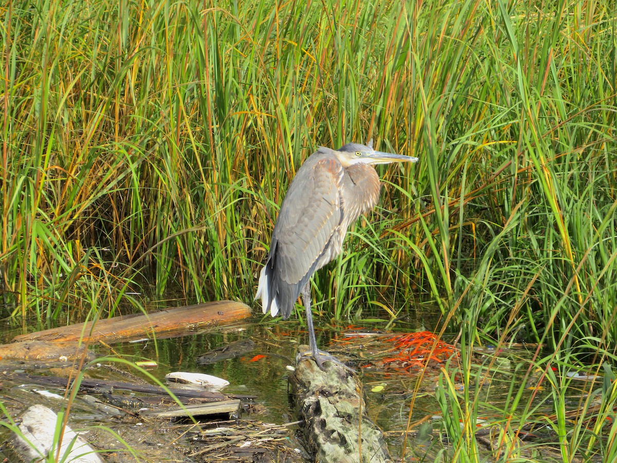 Great Blue Heron (Great Blue) - ML610643858