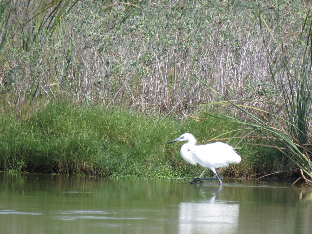 Little Blue Heron - ML610643994