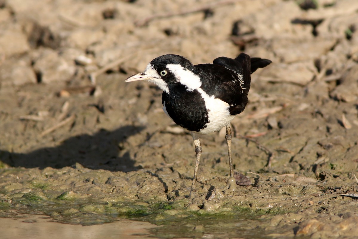 Magpie-lark - Lynette Ensor