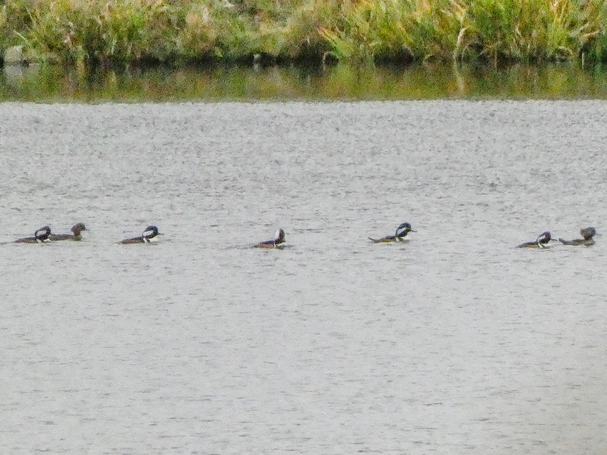 Hooded Merganser - Larry Morin