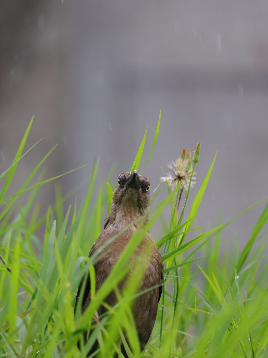 Great-tailed Grackle - David Jimenez T.