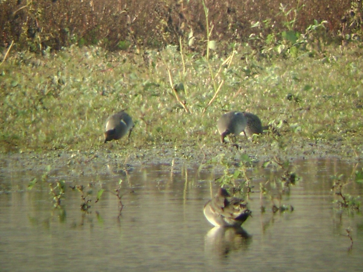 Green-winged Teal (Eurasian) - ML61064411
