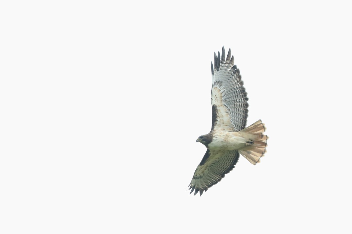 Red-tailed Hawk (kemsiesi/hadropus) - John Garrett