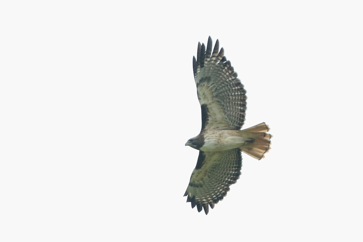 Red-tailed Hawk (kemsiesi/hadropus) - John Garrett