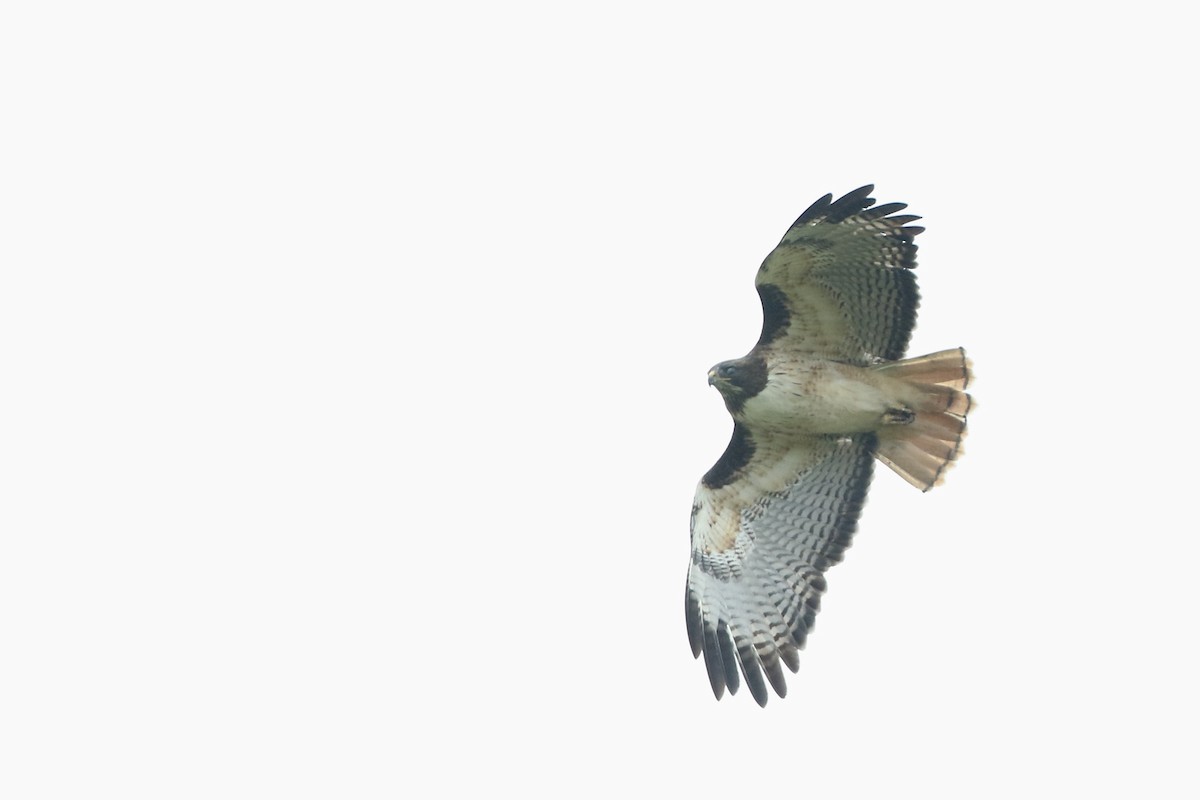 Red-tailed Hawk (kemsiesi/hadropus) - ML610644225