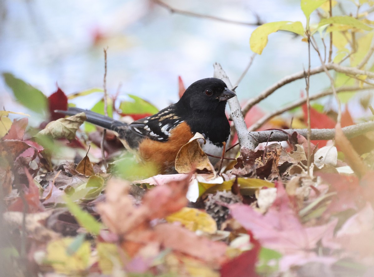 Spotted Towhee - ML610644237