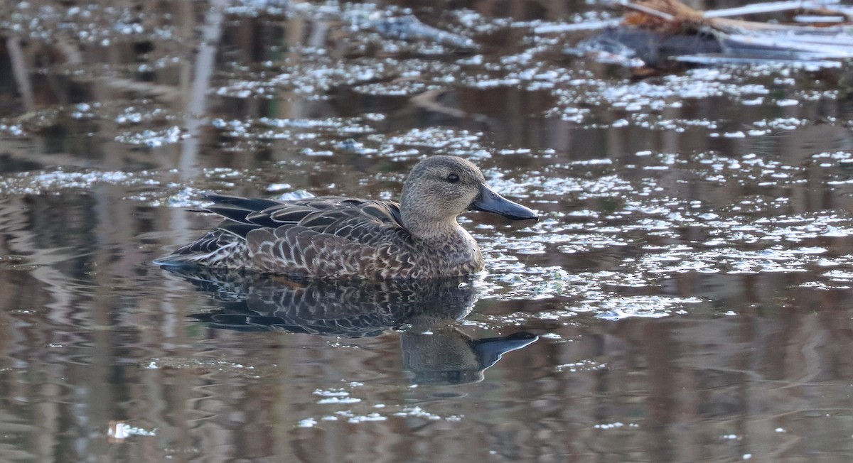 Blue-winged Teal - Stefan Mutchnick