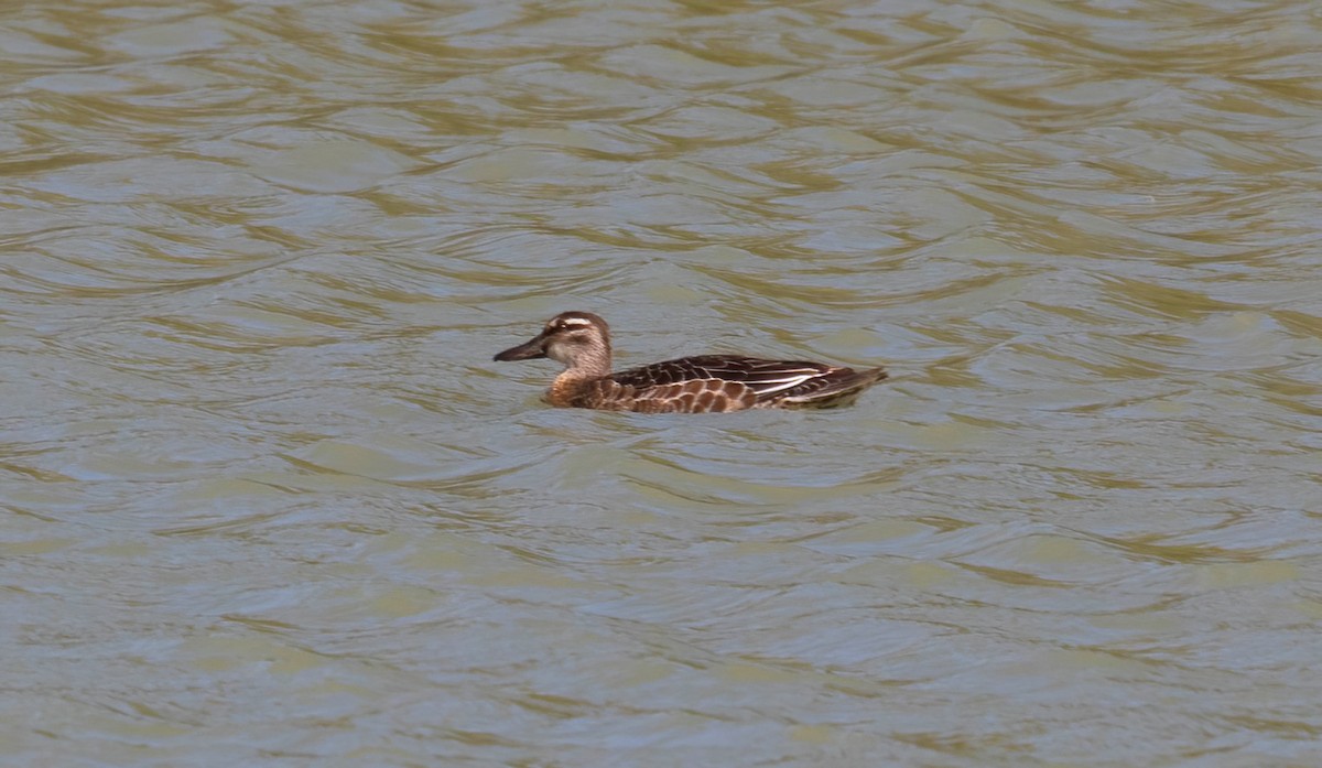 Garganey - ML610644301