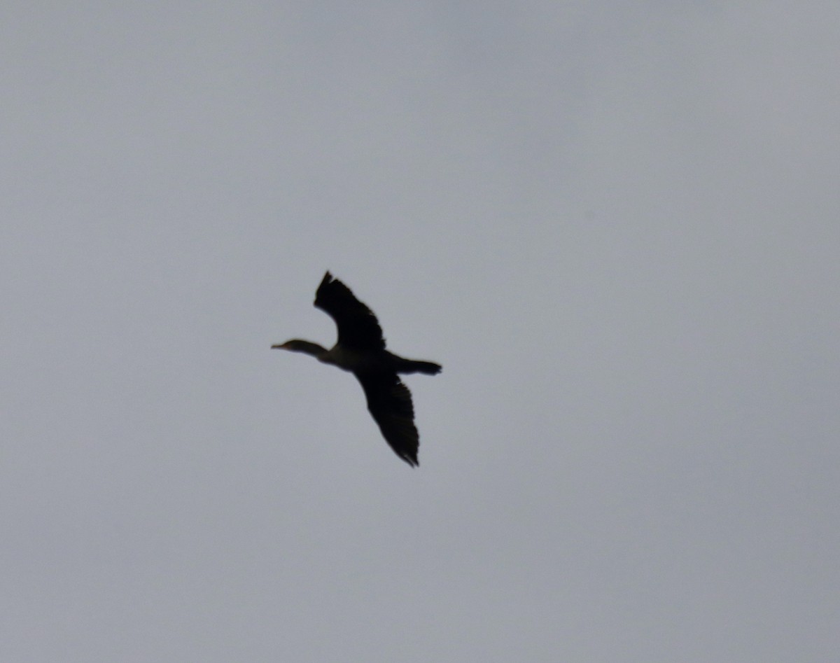 Double-crested Cormorant - ML610644345