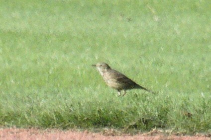 American Pipit - ML610644378