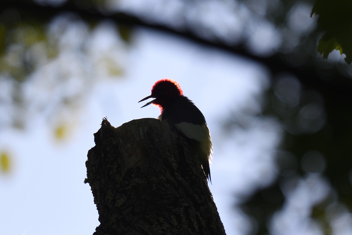 Red-headed Woodpecker - ML610644419
