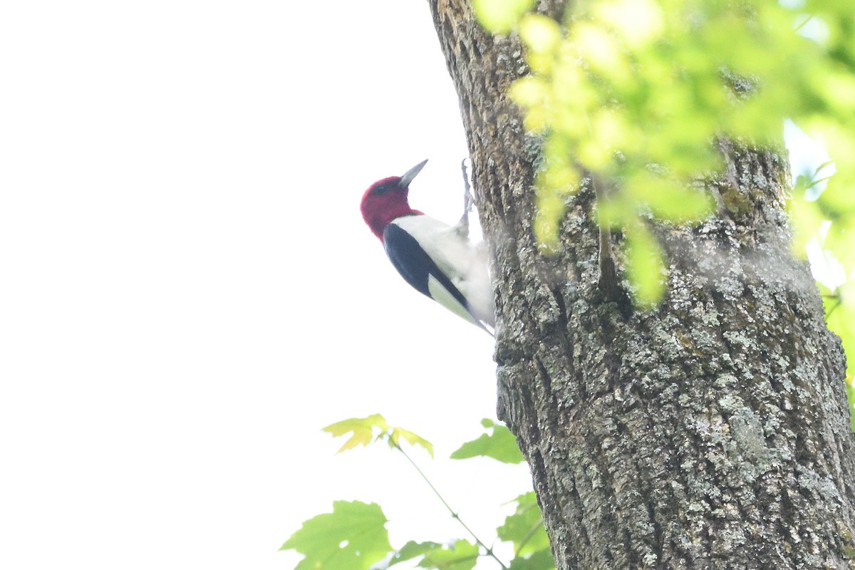 Red-headed Woodpecker - ML610644420