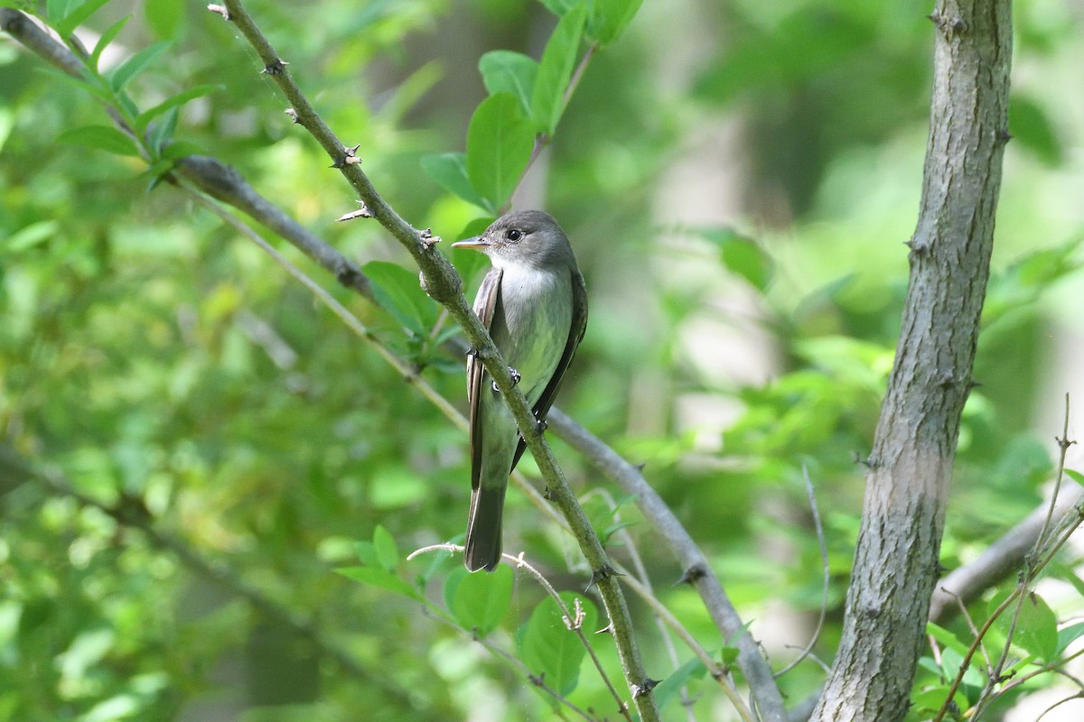 Eastern Wood-Pewee - terence zahner