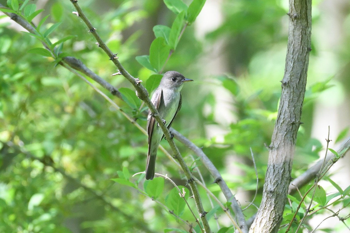 Eastern Wood-Pewee - terence zahner