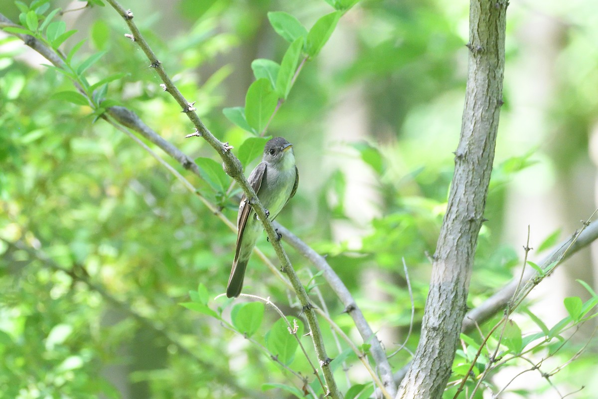 Eastern Wood-Pewee - terence zahner