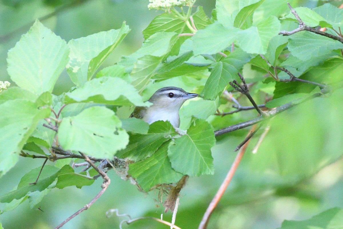 Rotaugenvireo - ML610644462