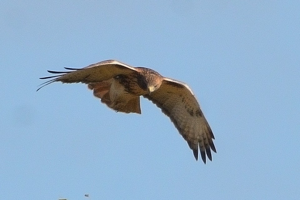 Red-tailed Hawk - ML610644494