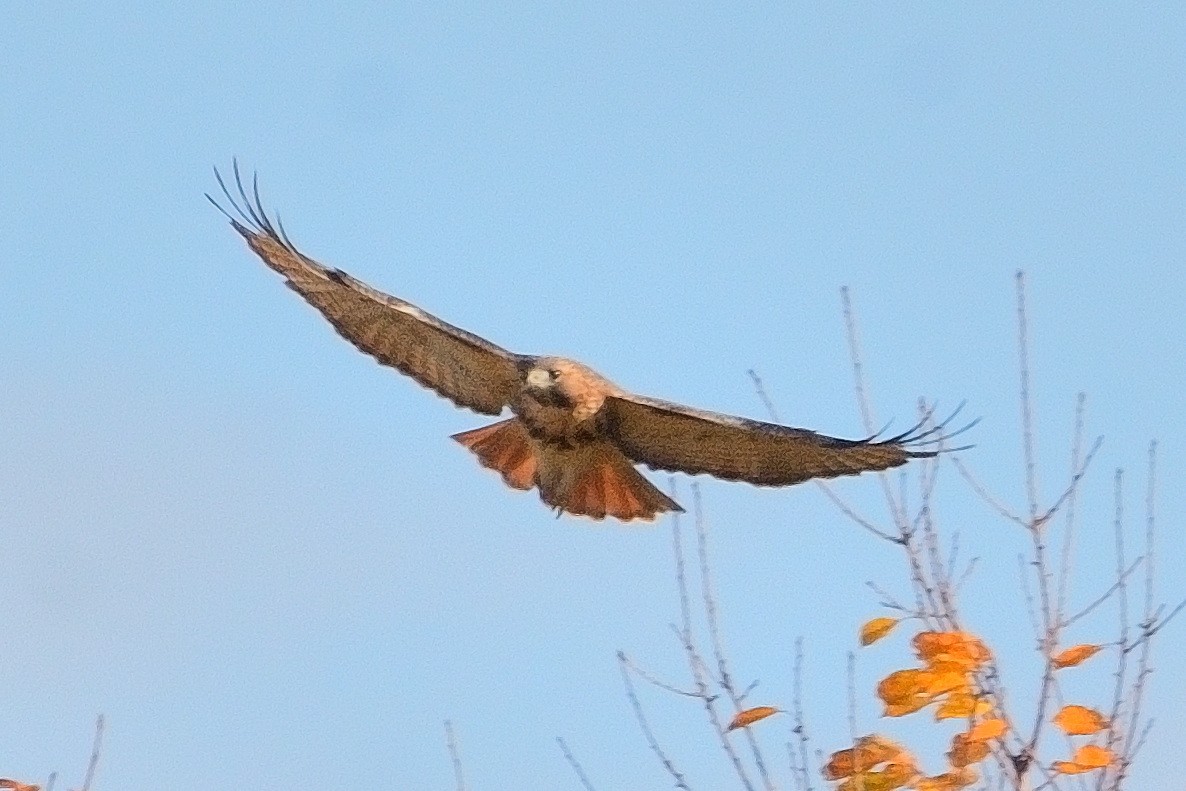 Red-tailed Hawk - ML610644495
