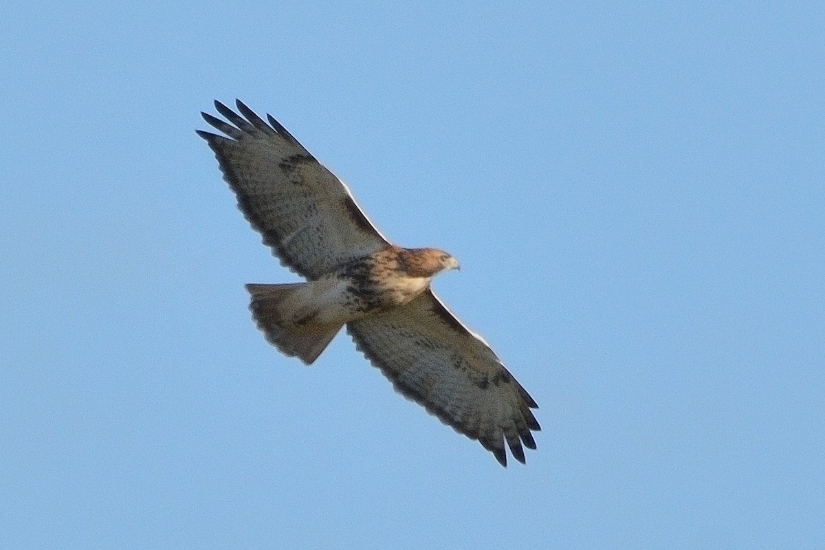 Red-tailed Hawk - ML610644497