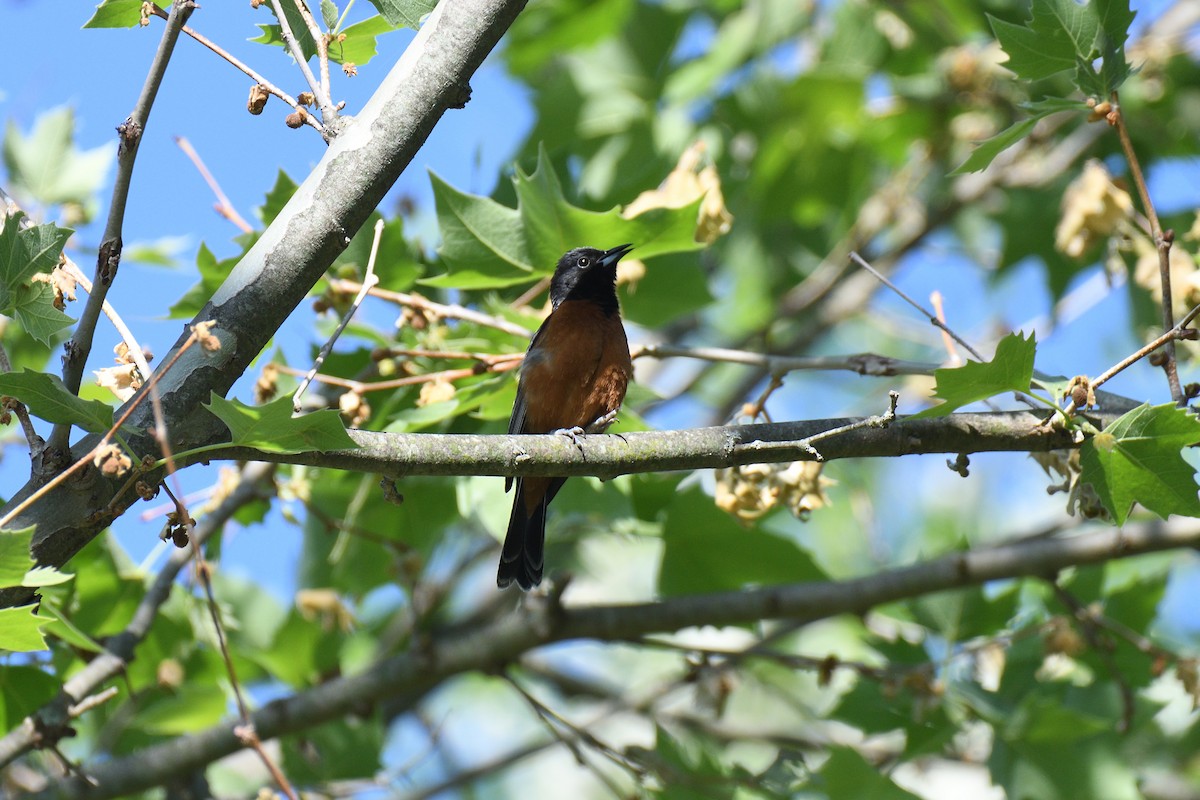 Orchard Oriole - ML610644498